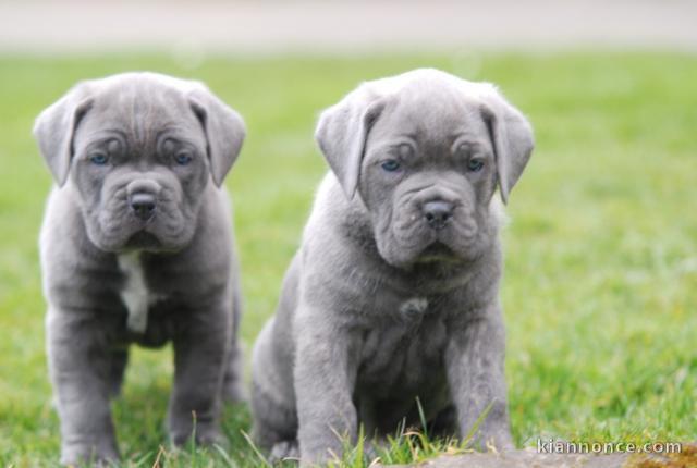 Chiots Cane Corso A Donner