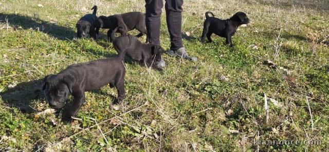 Chiots Cane Corso A Donner