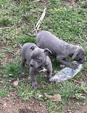 Pitbull chiots à vendre