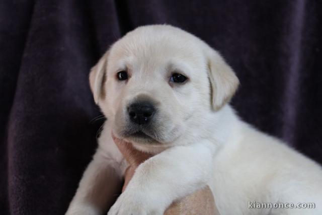 Adorables bb Labrador disponible