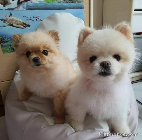 Une portée de 5 chiots Spitz nains couleurs blanches et châtains,