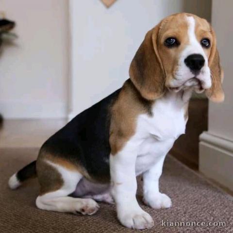 Chiots Beagles disponibles 
