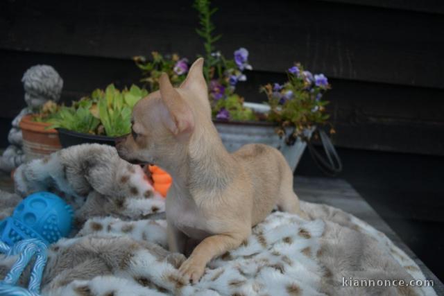 A donner chiot de type chihuahua femelle