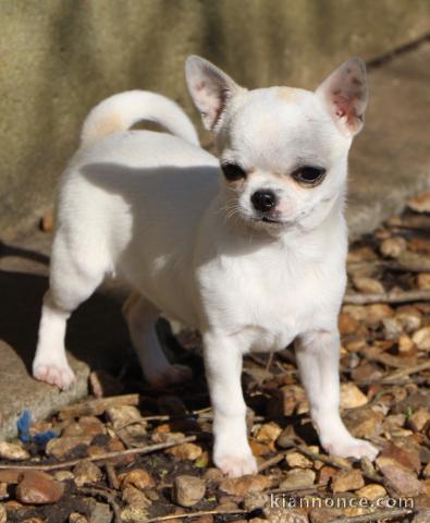 chiot de type chihuahua femelle