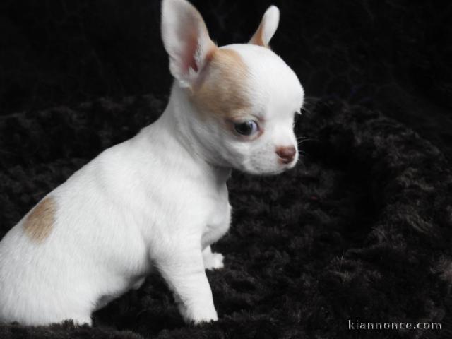 chiot de type chihuahua femelle propre obéissante