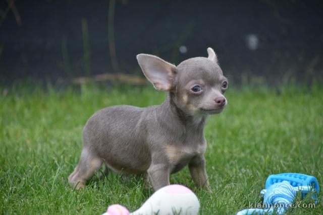 chiot chihuahua femelle propre obéissante
