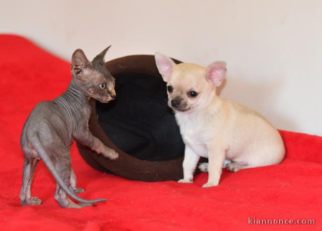 chiot chihuahua femelle propre obéissante