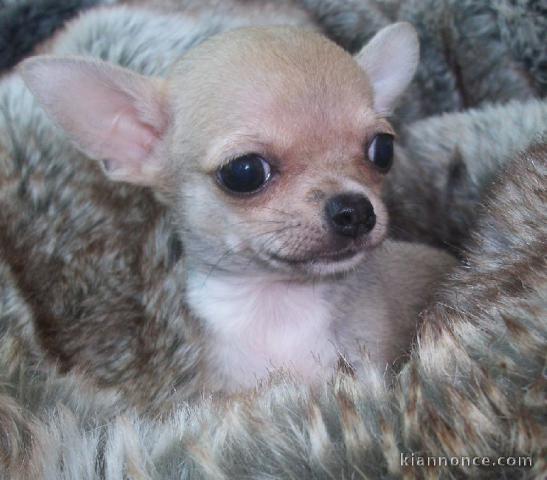 chiot chihuahua femelle propre obéissante