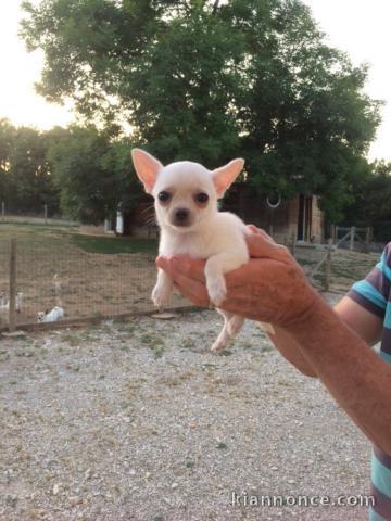 chiot chihuahua femelle propre obéissante