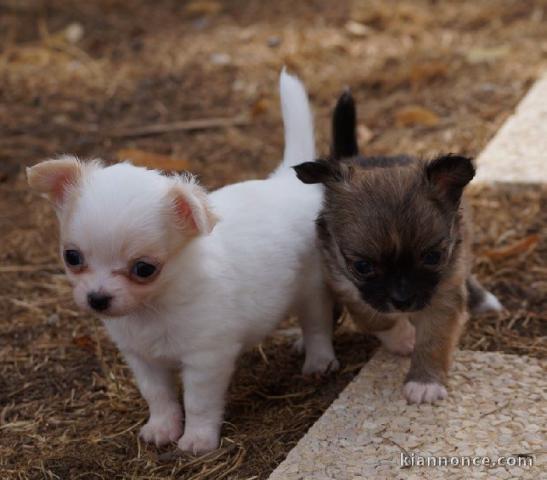 chiot chihuahua femelle propre obéissante