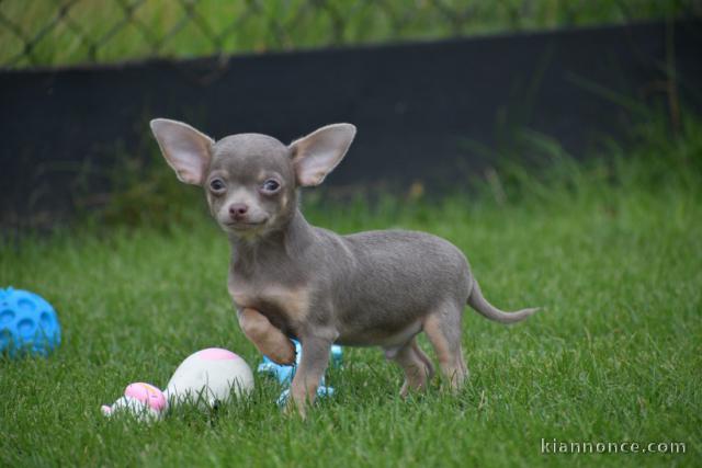 chiot chihuahua femelle propre obéissante