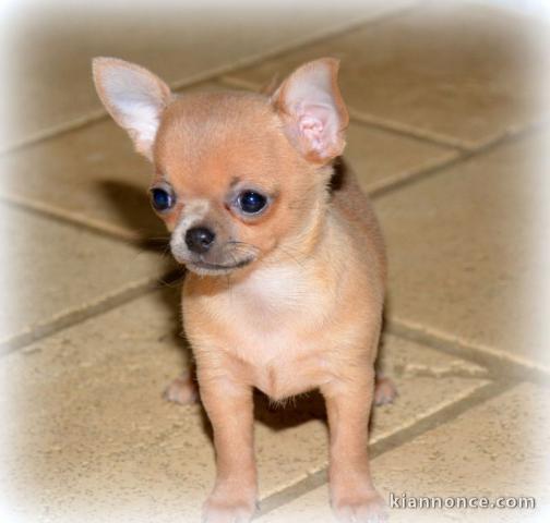 chiot chihuahua femelle propre obéissante