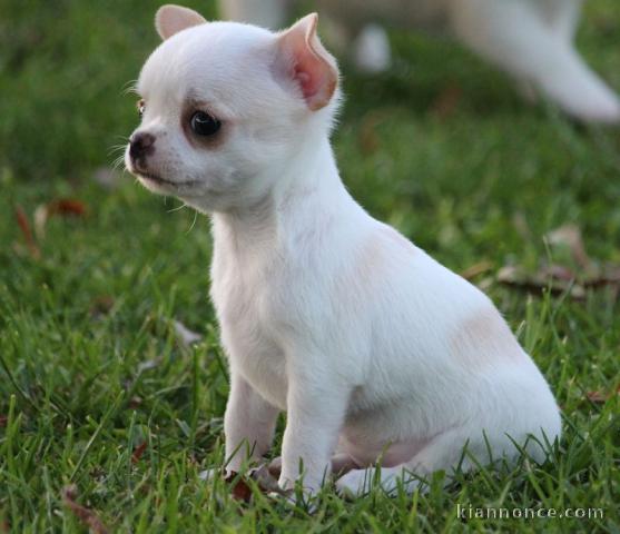 chiot chihuahua femelle propre obéissante