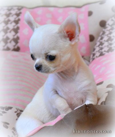 chiot chihuahua femelle propre obéissante