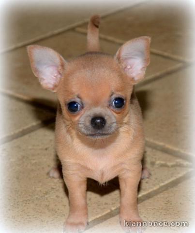 chiot chihuahua femelle propre obéissante