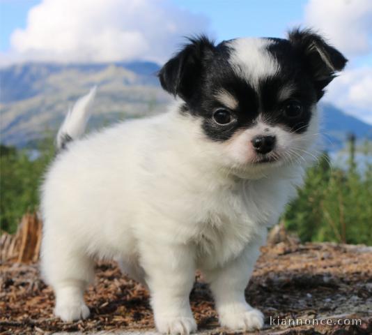 chiot chihuahua femelle propre obéissante