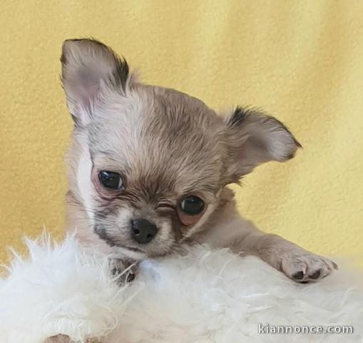 chiot chihuahua femelle propre obéissante