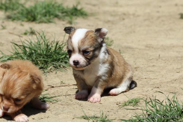 chiot chihuahua femelle propre obéissante