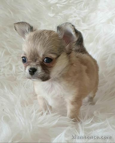 chiot chihuahua femelle propre obéissante