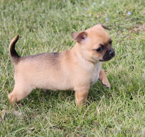 chiot chihuahua femelle propre obéissante