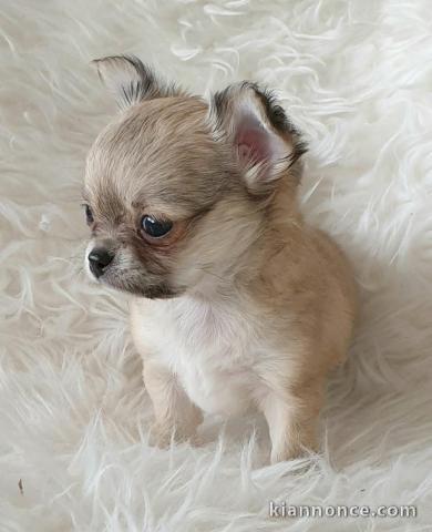 chiot chihuahua femelle propre obéissante