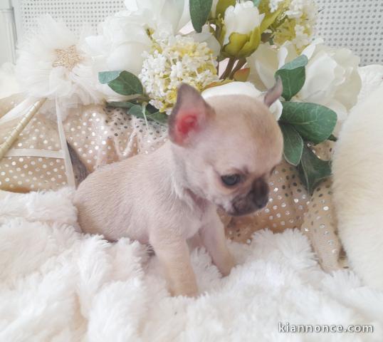 chiot chihuahua femelle propre obéissante