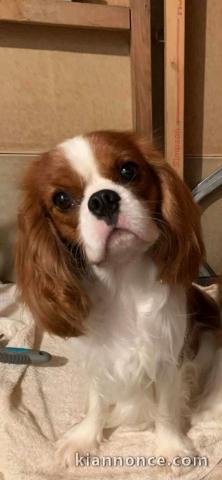 Chiots cavalier King Charles 
