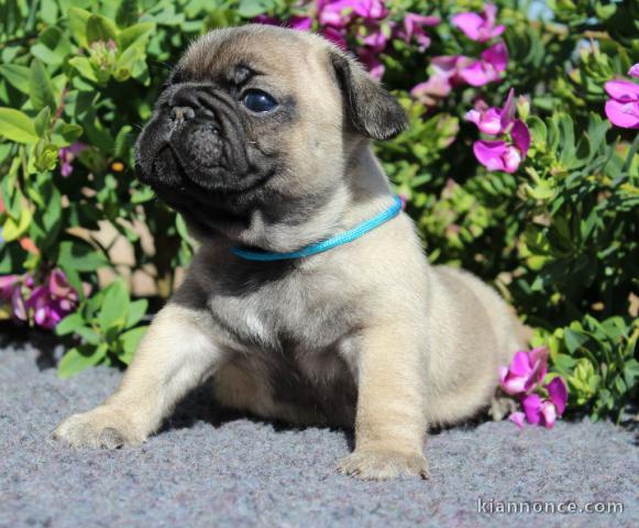 Chiots Bouledogue français POUR ADOPTION 