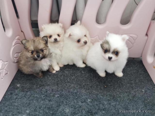 Chiots Spitz Nain Pomeranien