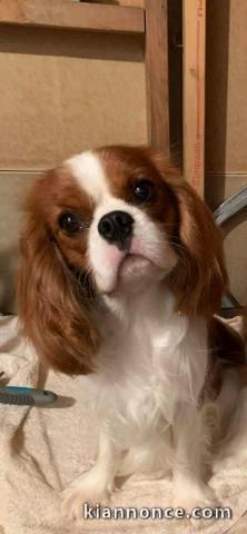 Chiots cavalier King Charles 