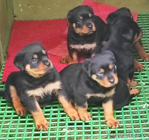 Magnifiques chiots Rottweiler 