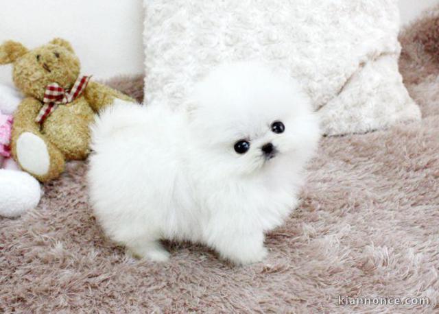 TRÈS PETIT CHIOT SPITZ NAIN CONTRE BON SOINS