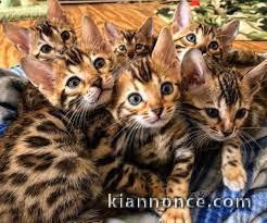 Superbes chatons  Bengal disponibles