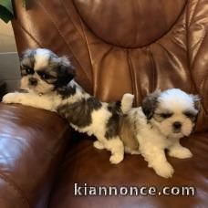 Adorables chiots Shih Tzu 