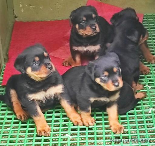 Magnifiques chiots Rottweiler 