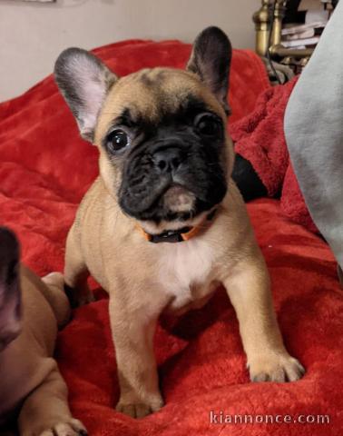 Chiot Bouledogue Français lof a donner