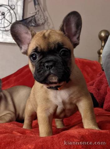 Chiot Bouledogue Français lof a donner