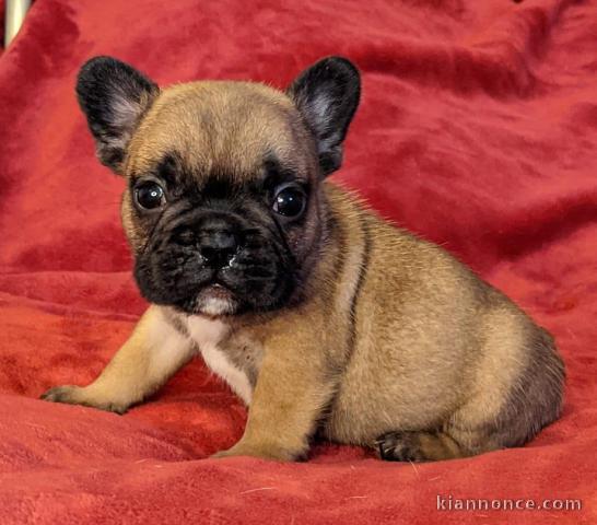 Chiot Bouledogue Français lof a donner