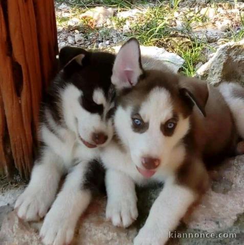 Magnifiques chiots husky sibérien 