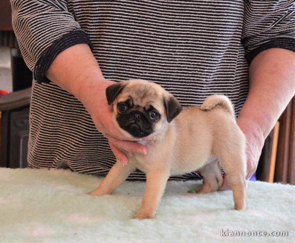 Magnifiques Chiots Carlin a donner