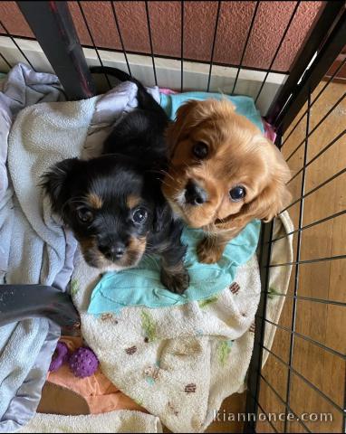 Adorables chiots cavalier disponibles pour adoption.