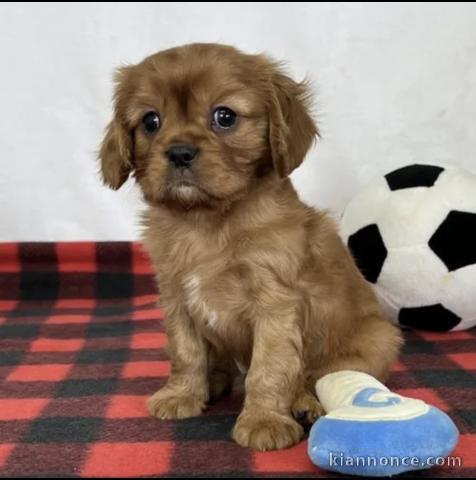 Adorables chiots cavalier disponibles pour adoption.