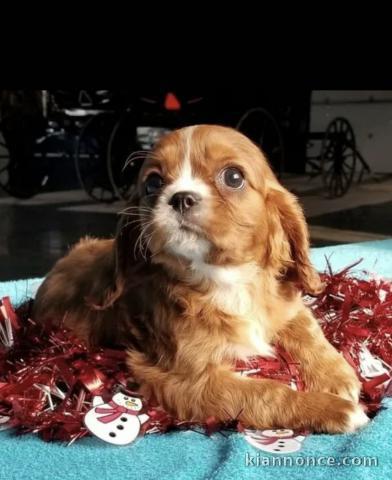 Adorables chiots cavalier disponibles pour adoption.