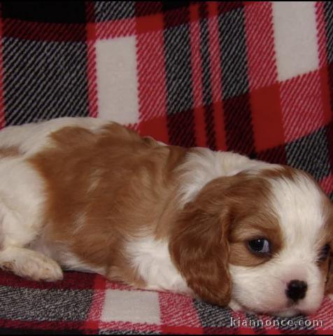 Adorables chiots cavalier disponibles pour adoption.