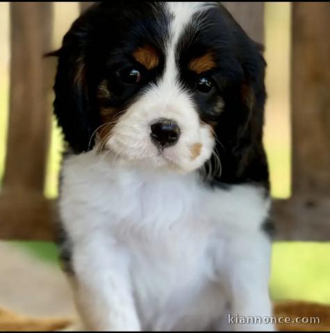 Adorables chiots cavalier disponibles pour adoption.