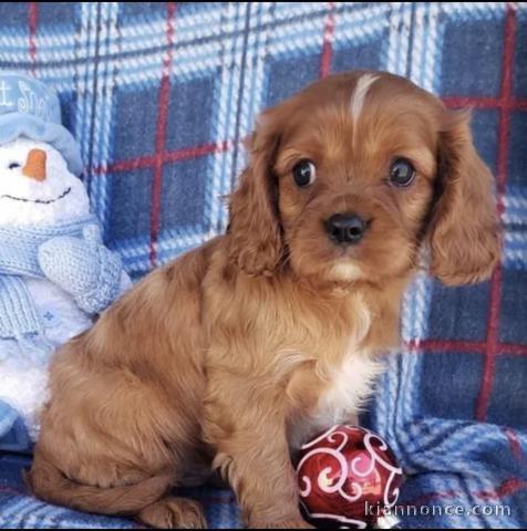 Adorables chiots cavalier king charles disponibles pour adoption.