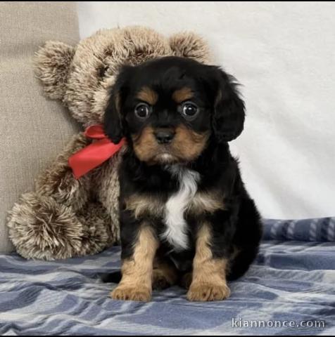 Adorables chiots cavalier king charles disponibles pour adoption.