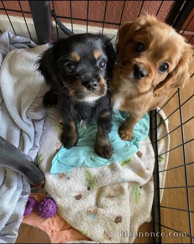 Adorables chiots cavalier king charle disponibles pour adoption.