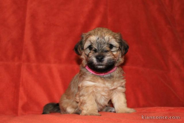 Bichon havanais chiots