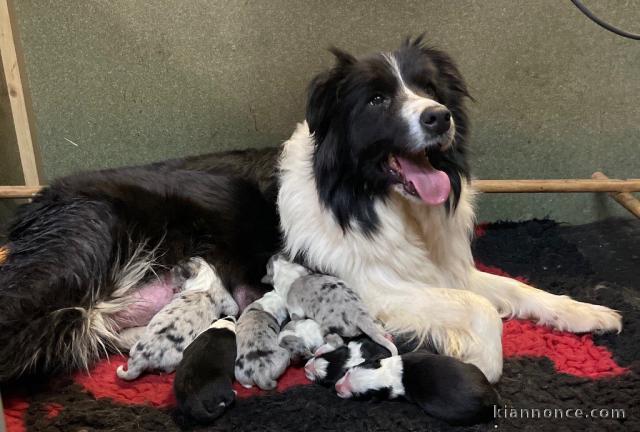 chiots border collie 